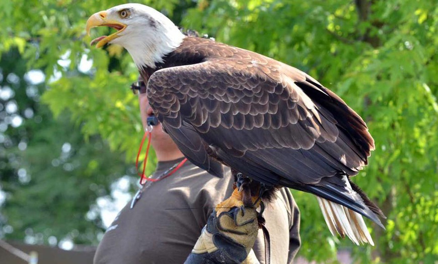 Image 5: Visita più dimostrazione di falconeria