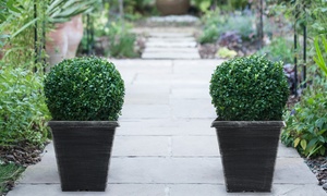 One or Two Topiary Buxus Balls with optional Biscotti Planter