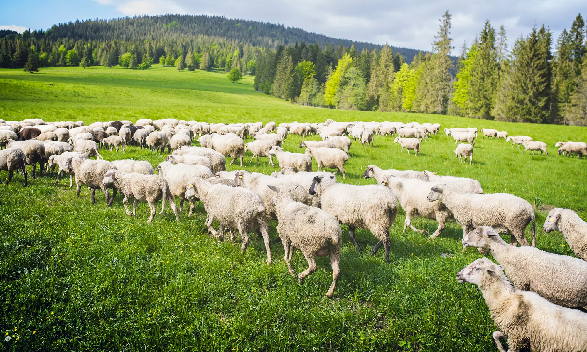 Baseny geotermalne i wodne atrakcje w Aquaparku Meander Oravice