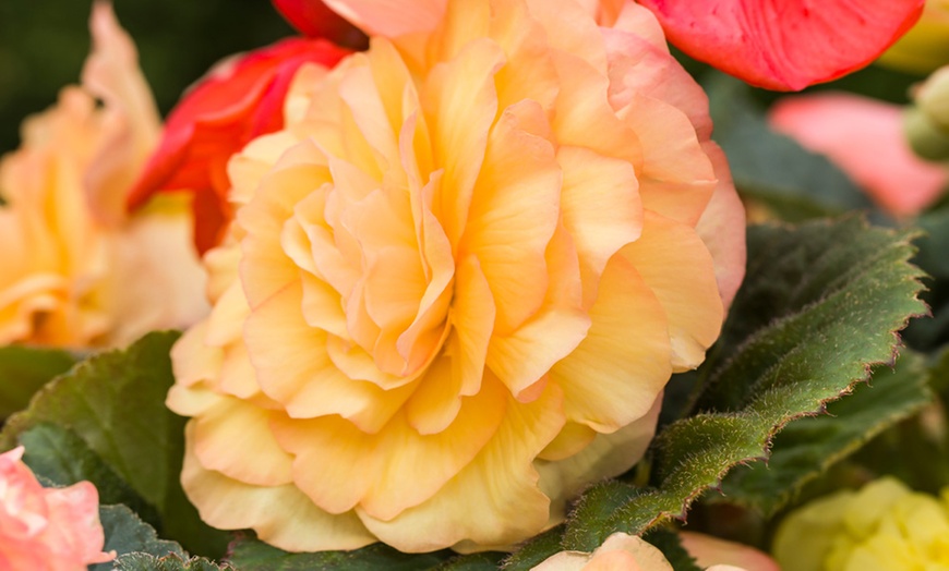 Image 5: Begonia Limitless Sunrise - 5, 10 or 20 Plants