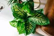 Plante d'intérieur Dieffenbachia Reeva, 60-65 cm à la livraison - Image 3
