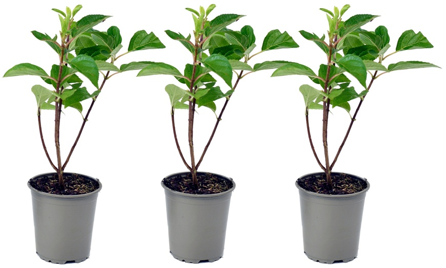 Image 3: Lot de 3 ou 6 plants hortensia Kyushu