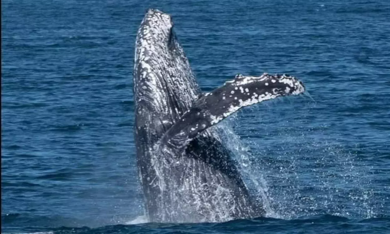 Up to 58% Off on Whale / Wildlife Watching at MY Whale, Inc. - Primary Image
