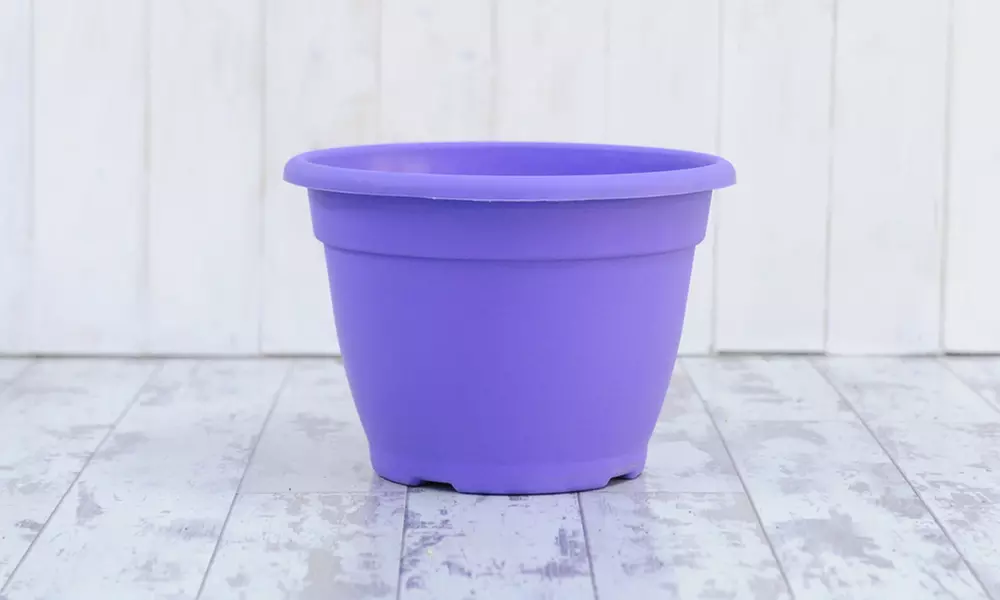 One (£19.99) or Two (£27.99) Dwarf Lilac Trees with Optional Purple Patio Pot With Free Delivery (Up to 42% Off) - Second Medium