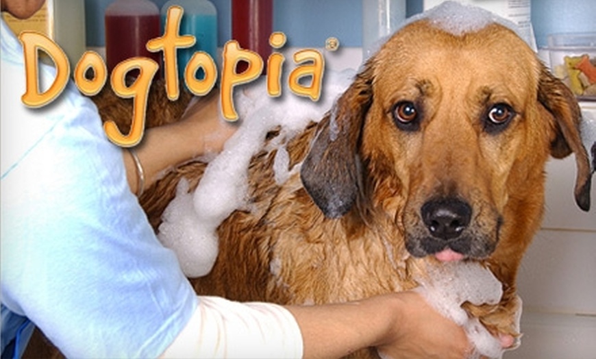 Dogtopia 2024 grooming prices