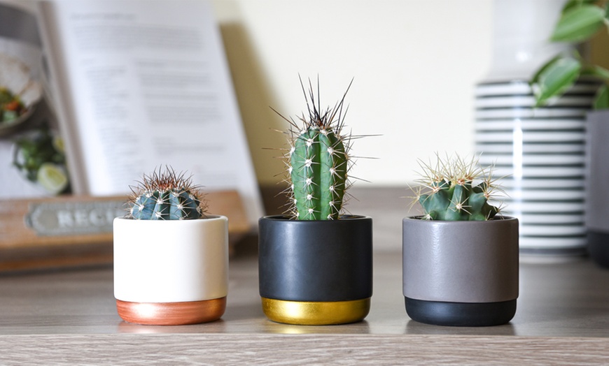 Image 7: Mini Cactus Collection