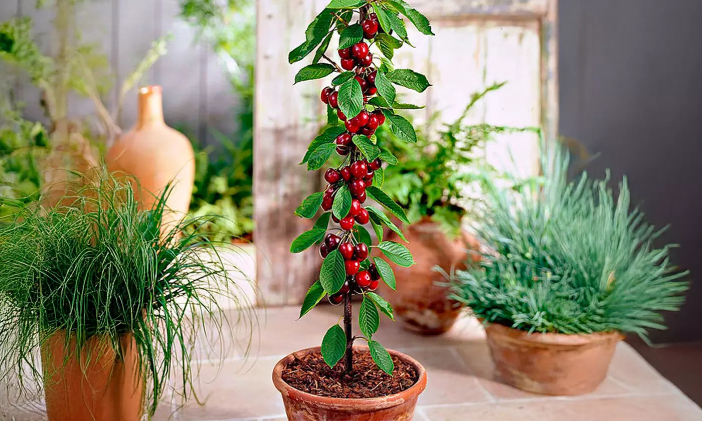 Árboles frutales columnares auténticos