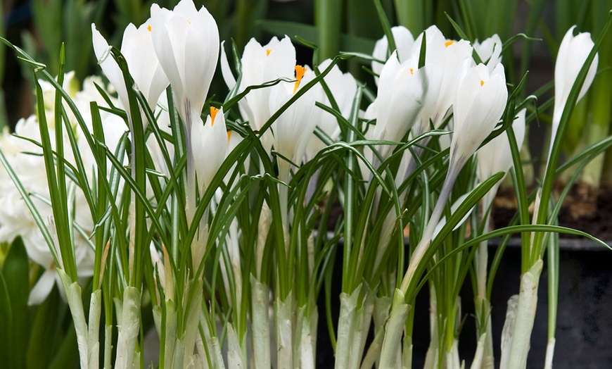Image 3: 30 o 70 bulbi di Crocus