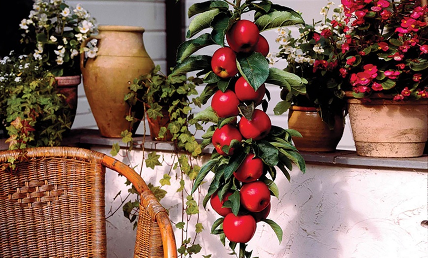 Image 6: Packung mit 6 Säulenobstbäume - Obstbaum - 80 CM hoch