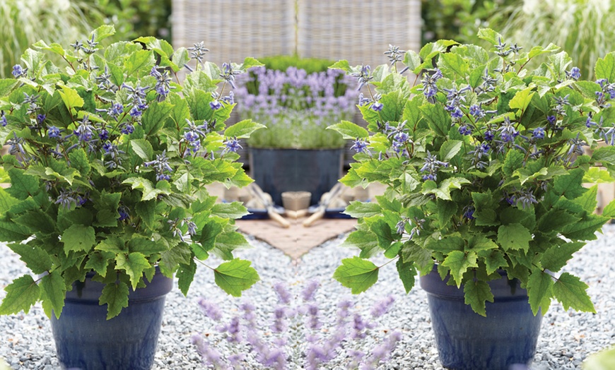 Image 6: One, Two or Three Clematis New Love 7cm Pot Plants