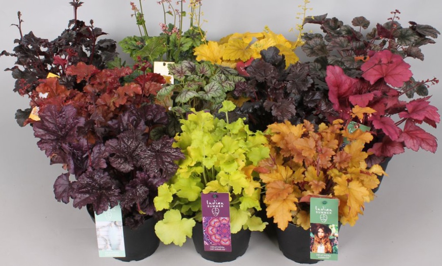 Image 13: 4 x 1 Litre Handsome Heuchera