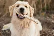 Premium Nutri Chomps Rawhide Free Dog Treats - Second Medium