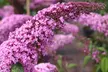 Pre-Order: Tricolor Butterfly Bush Plants in 3" Biodegradable Pots (3-Pack) - Second Medium
