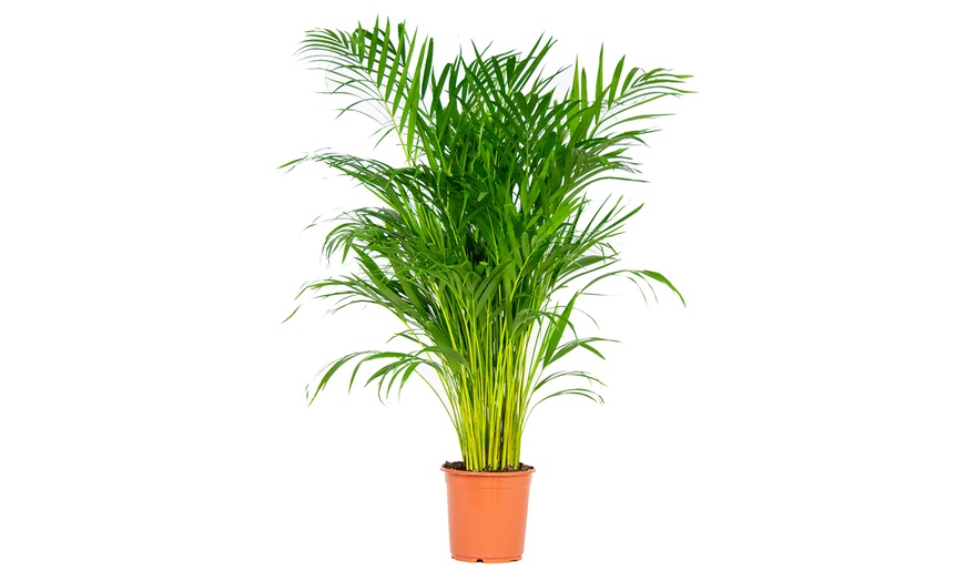 Image 2: 1 pianta di Areca Dypsis 100 cm