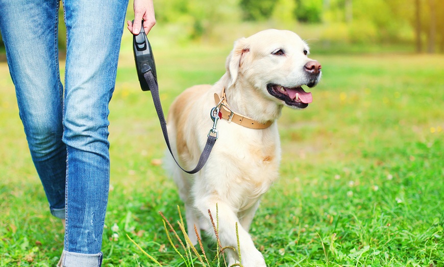 Image 1: Kickstart Your Dog Walking Journey with Essential Skills