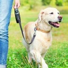Image 1: Kickstart Your Dog Walking Journey with Essential Skills