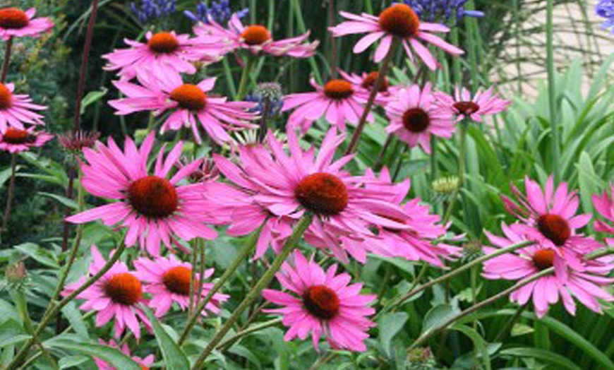 Image 6: Echinacea Nectar Pink - 15 or 30 Plants