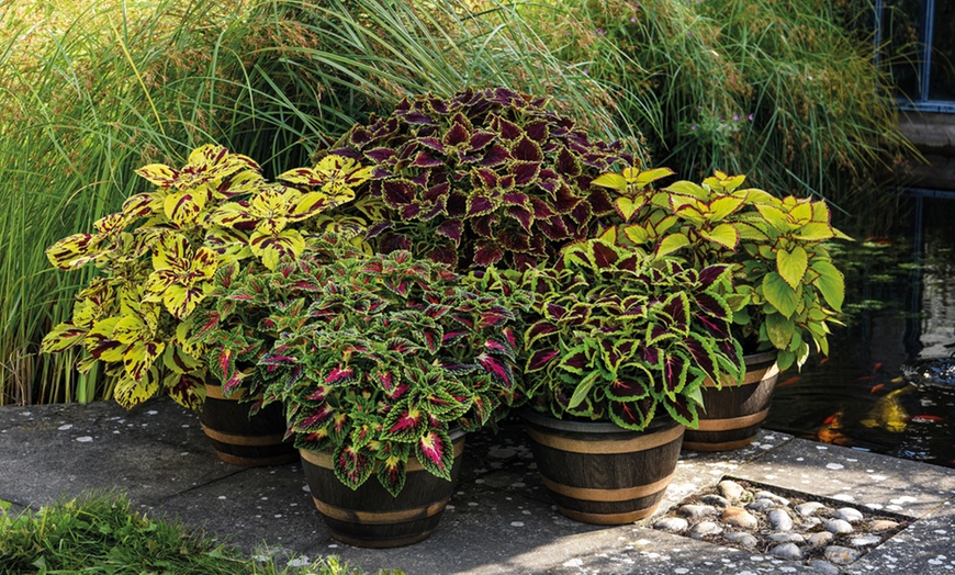 Image 1: Coleus Freaky Leaves Collection 10 or 20 Plants