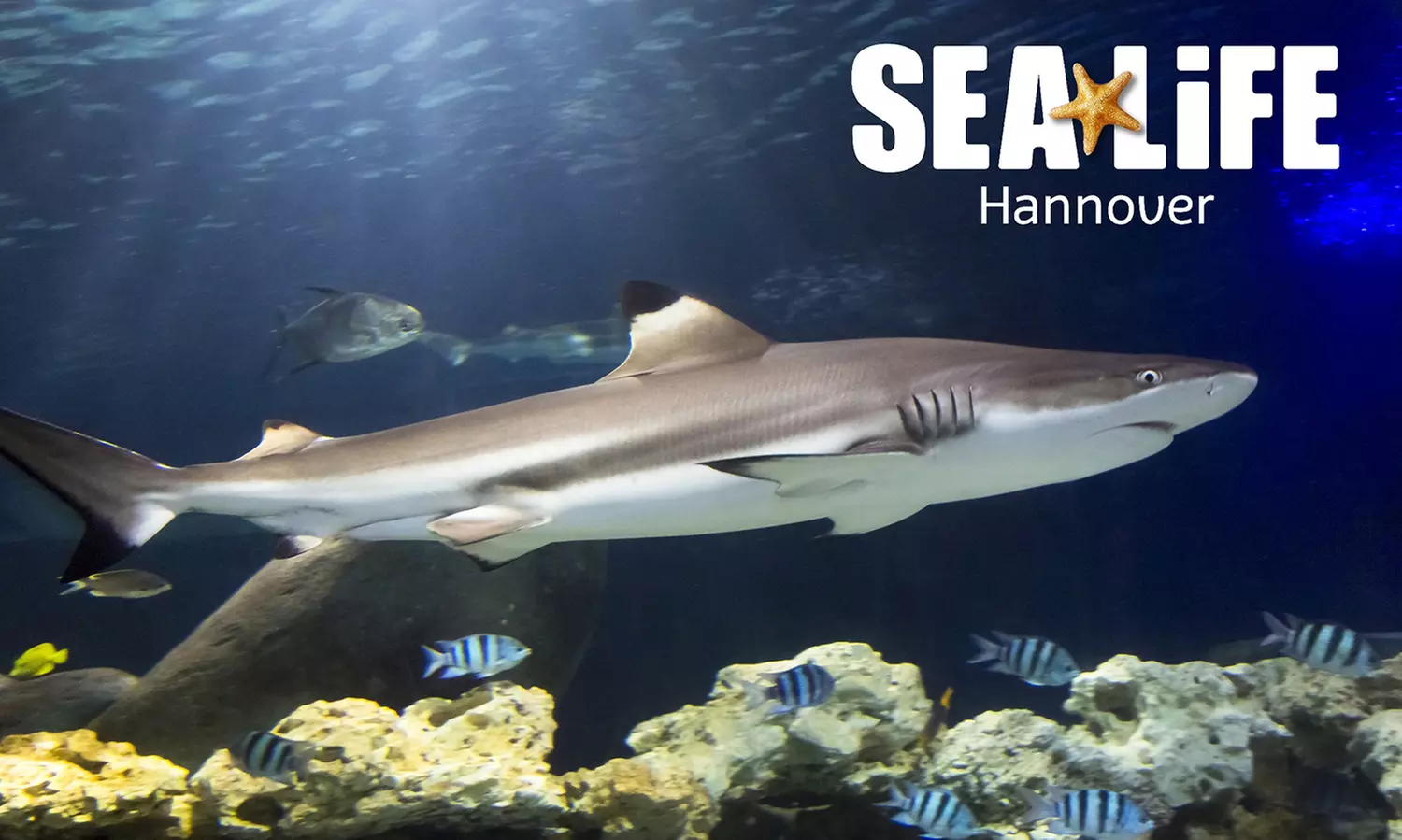 Standard-Ticket für 1 Kind oder 1 Erwachsenen für das SEA LIFE Hannover - Primary Image