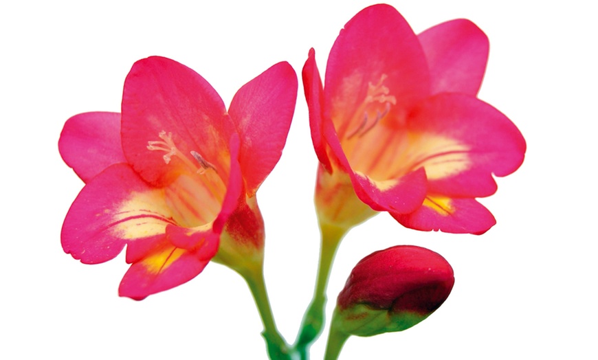 Image 4: Scented Freesia Mixed Colour Bulbs