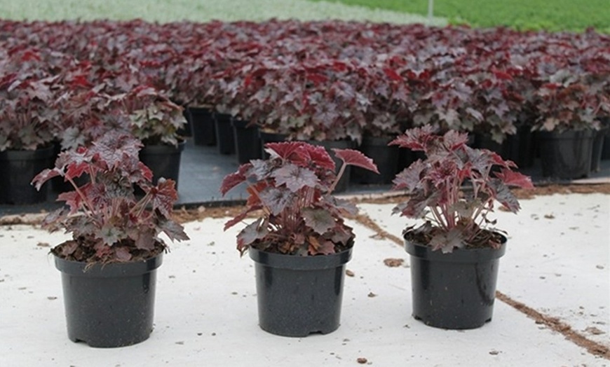 Image 14: 4 x 1 Litre Handsome Heuchera