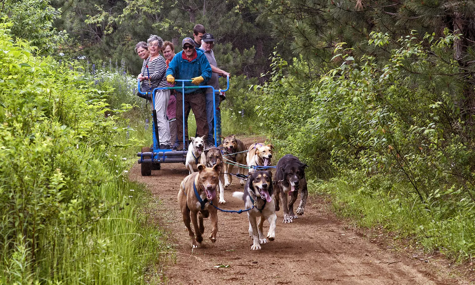 C$79 for a Summer Dog-Sledding Adventure for Two from Timberland Tours in Bristol (C$160 Value)  - Primary Image