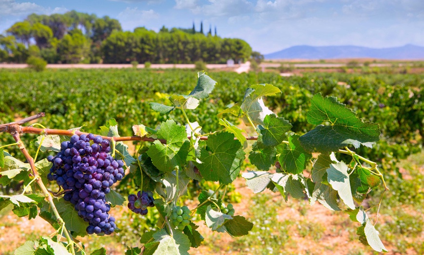 Image 6: Visita y cata a bodega y viñedos