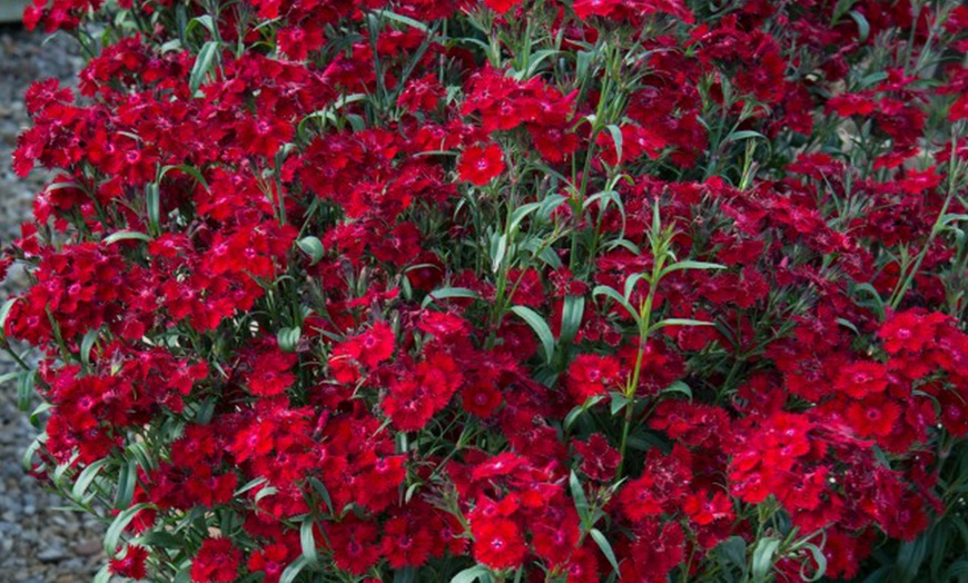 Image 5: One or Three Fragrant Dianthus 'Rocking Red' Potted Plants