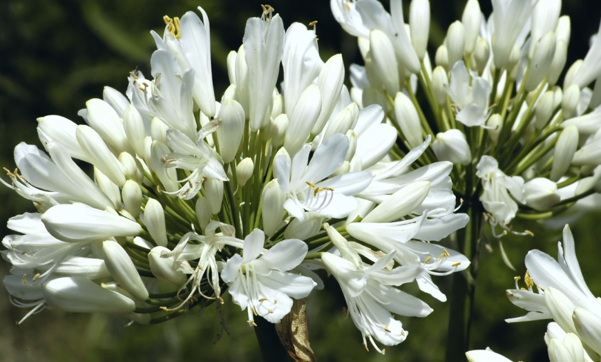 Image 5: Afrikaanse lelie Agapanthus