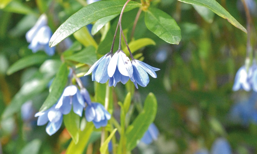 Image 2: Bluebell Creeper Potted Plant