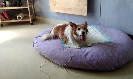 Test intolleranze alimentari e ambientali per animali domestici (sconto fino a 76%)