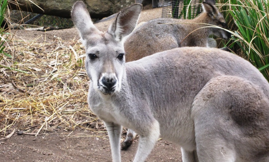 Image 6: Explore Sydney Harbour & Taronga Zoo + Return Ticket - Child or Adult 