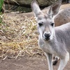 Image 6: Explore Sydney Harbour & Taronga Zoo + Return Ticket - Child or Adult 