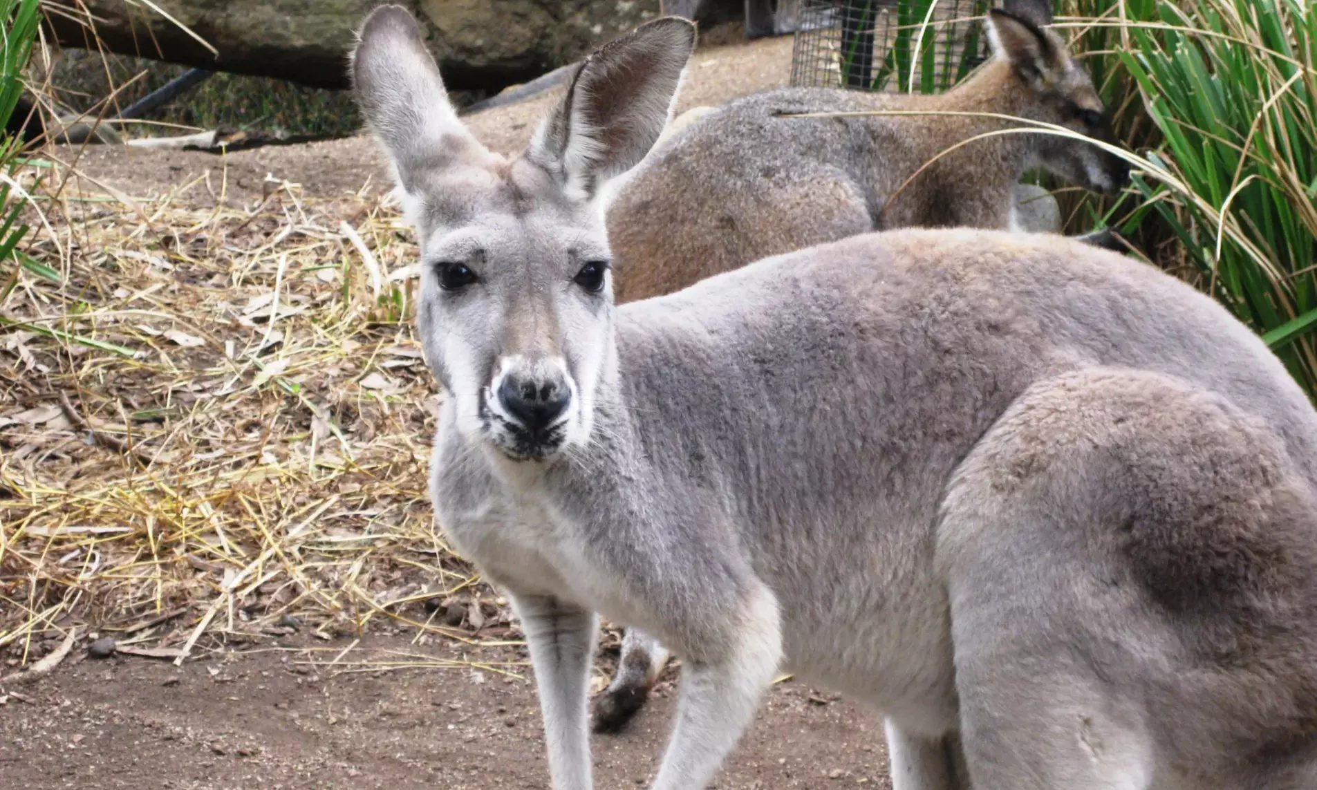 Explore Sydney Harbour & Taronga Zoo + Return Ticket - Child or Adult