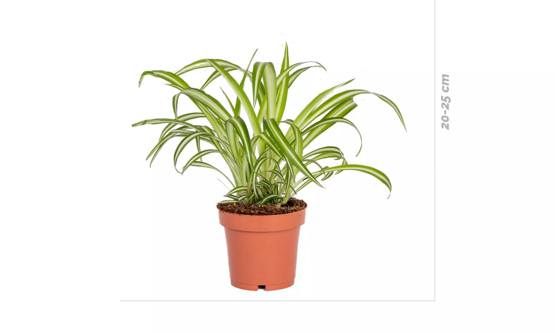 Piante d'appartamento che purificano l'aria con cestini