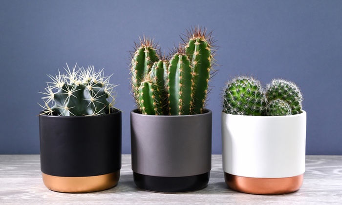 Three-Plant Cactus Collection with Pots | Groupon Goods