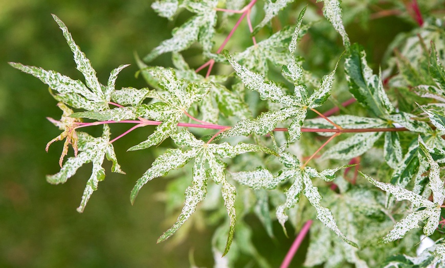 Image 3: Japanese Maple Acer Ukigumo