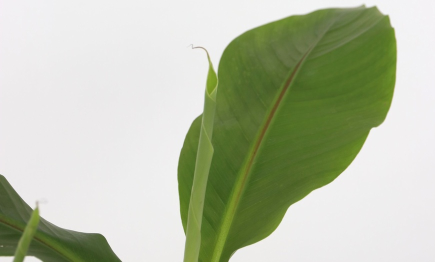 Image 2: Winterharde bananenplanten