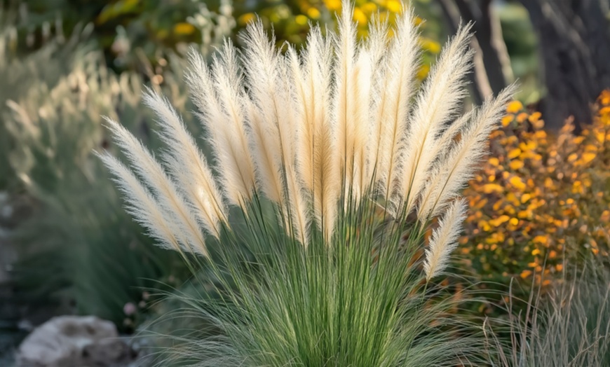 Image 1: 1x oder 2x Chinaschilf 'Gracillimus'