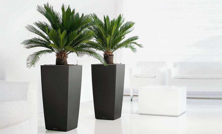 Image 2: Lot de 2 palmiers cycas