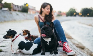 Dog Walking Online Course