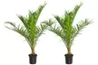 1x oder 2x Kanarische Dattelpalme (Phoenix Canariensis) - Second Medium