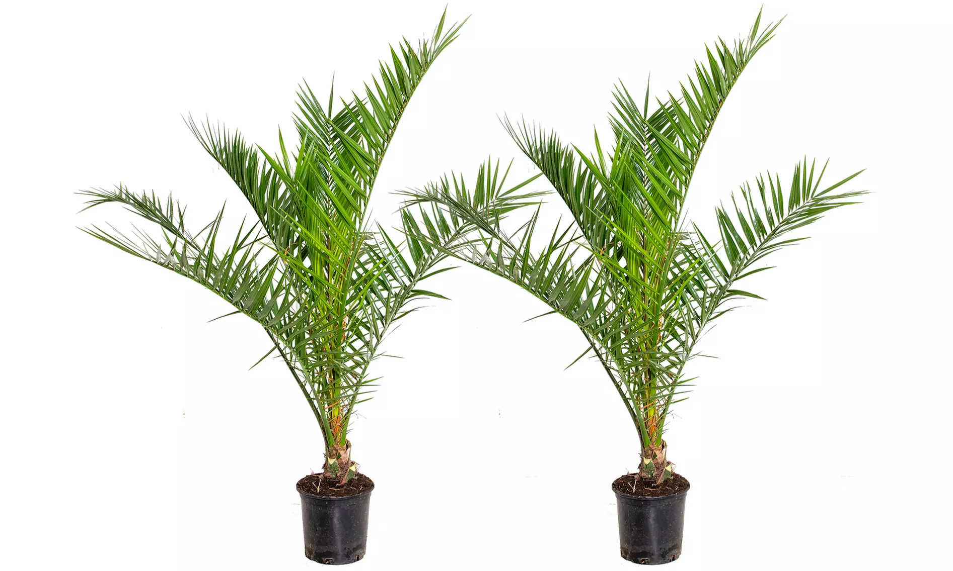 1x oder 2x Kanarische Dattelpalme