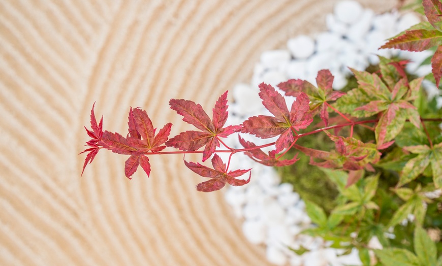 Image 6: 1 of 2 Japanse Esdoorns 'Acer Beni Maiko'