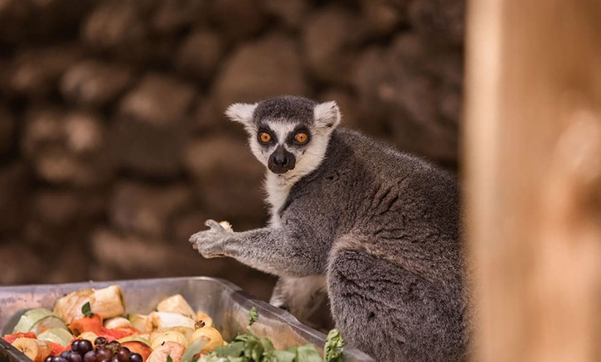 Image 8: Entrada a Cocodrilo Park Zoo para niños y adultos con comida y bebida