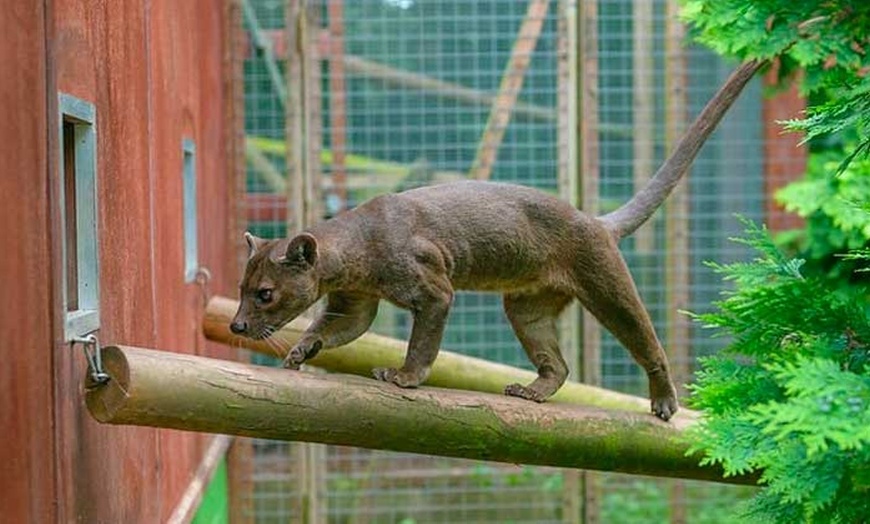 Image 13: Africa Alive Entry Tickets