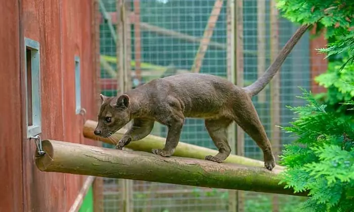 Experience Wild Africa: Lions, Rhinos & Conservation