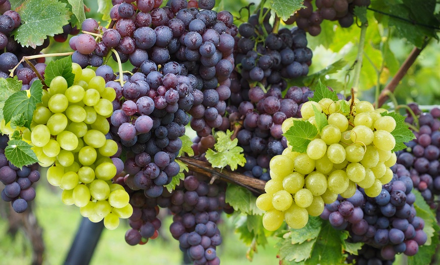 Image 1: Lot de 2 ou 4 plants de raisin à vin