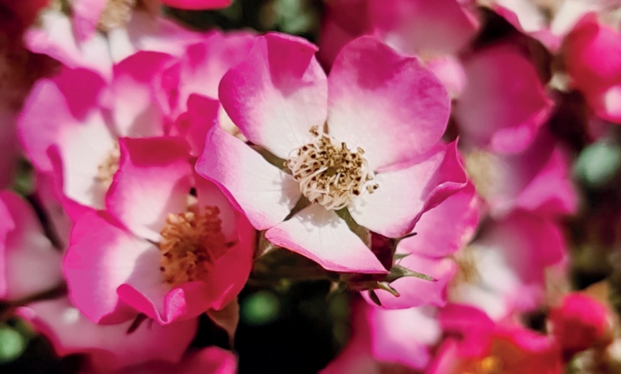 Image 1: One or Two Dwarf Rose 'Cutie Pie' Hardy Shrub Potted Plants