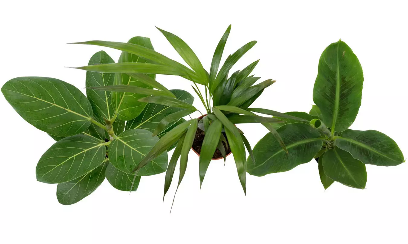 3er-Set orientalische Zimmerpflanzen